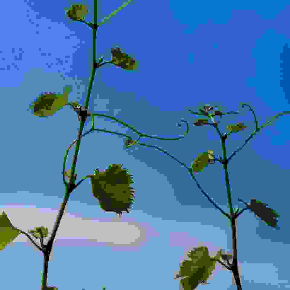 весняний виноград на плантаціях Шато Чизай (1)