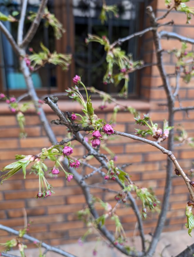 Цвітіння сакур в Ужгороді